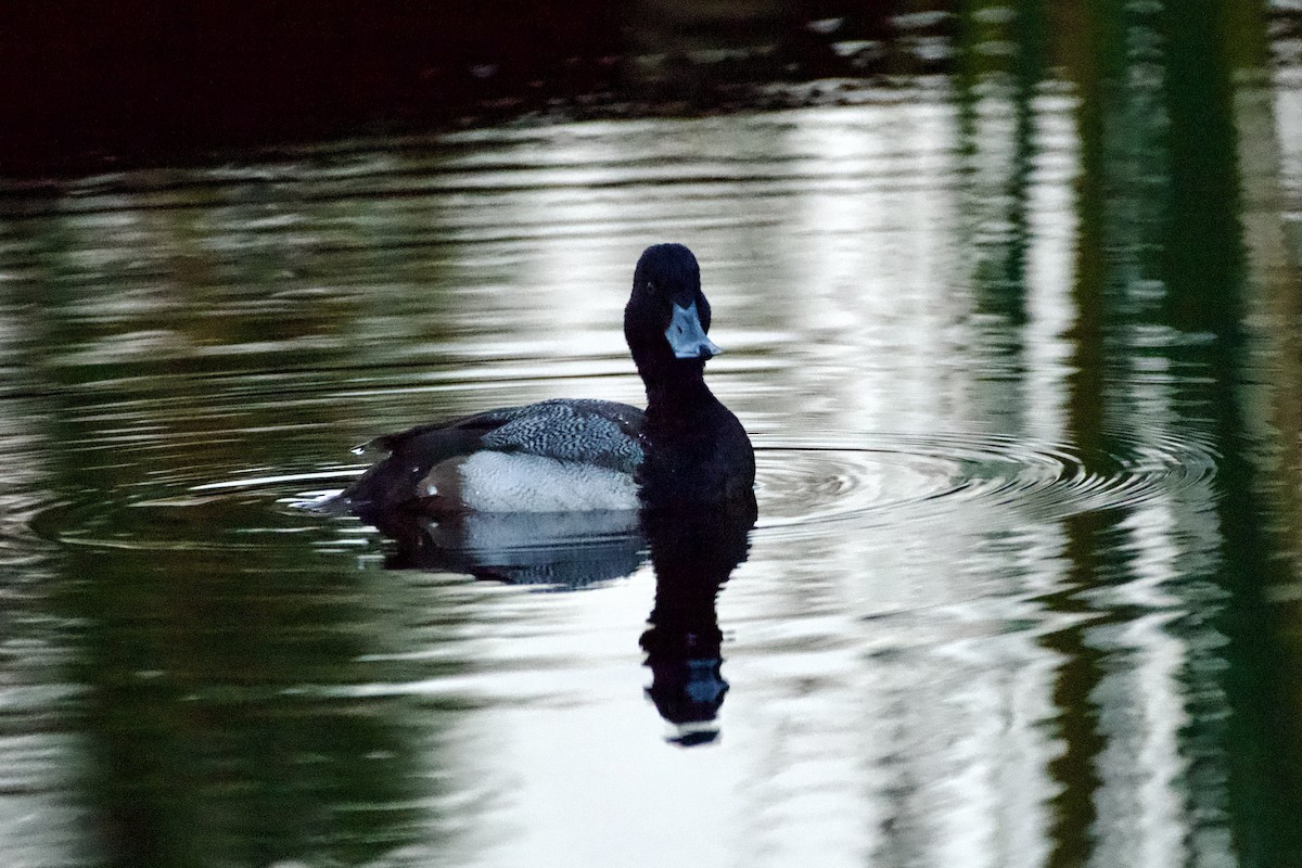 Lesser Scaup - ML647161809