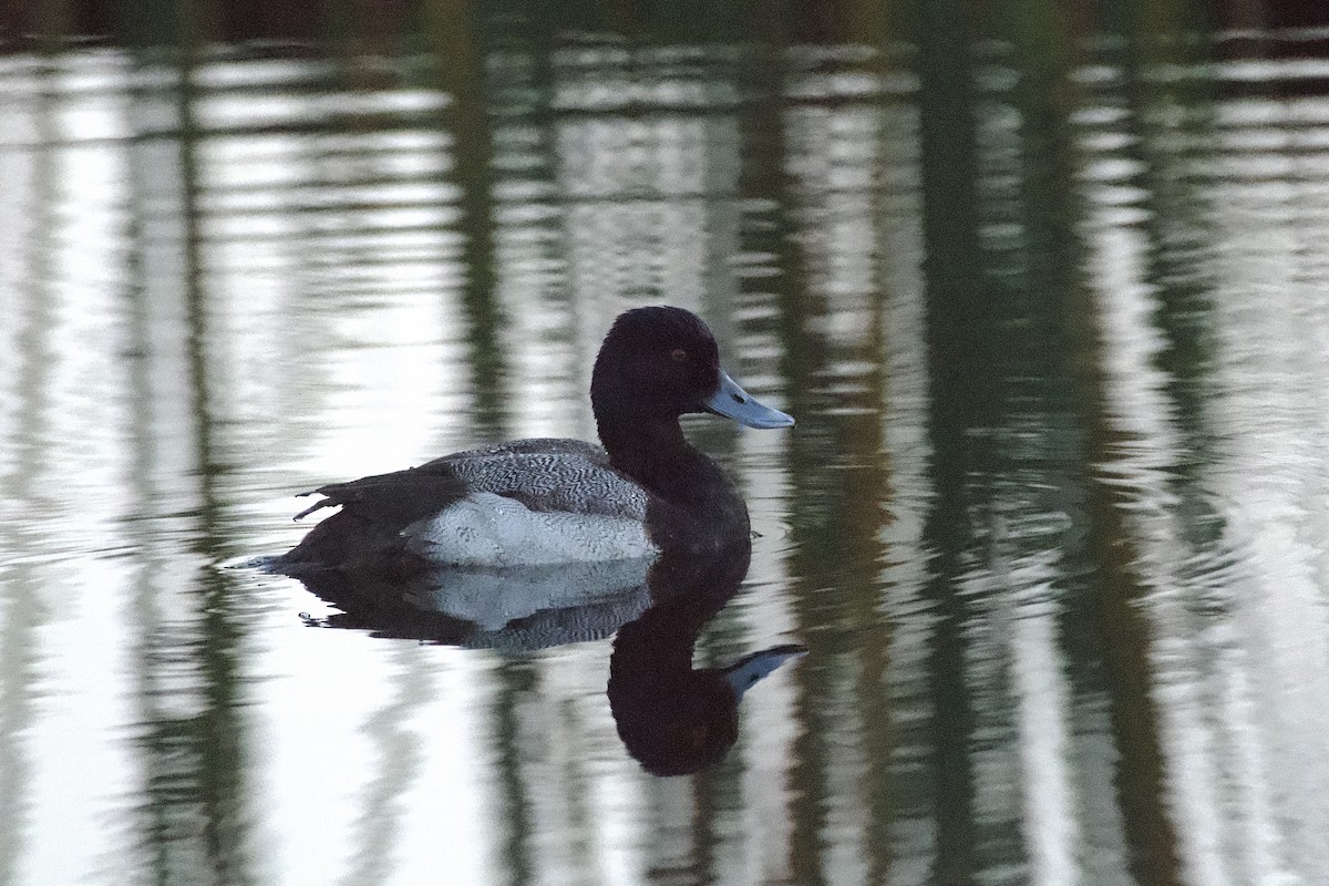 Lesser Scaup - ML647161811