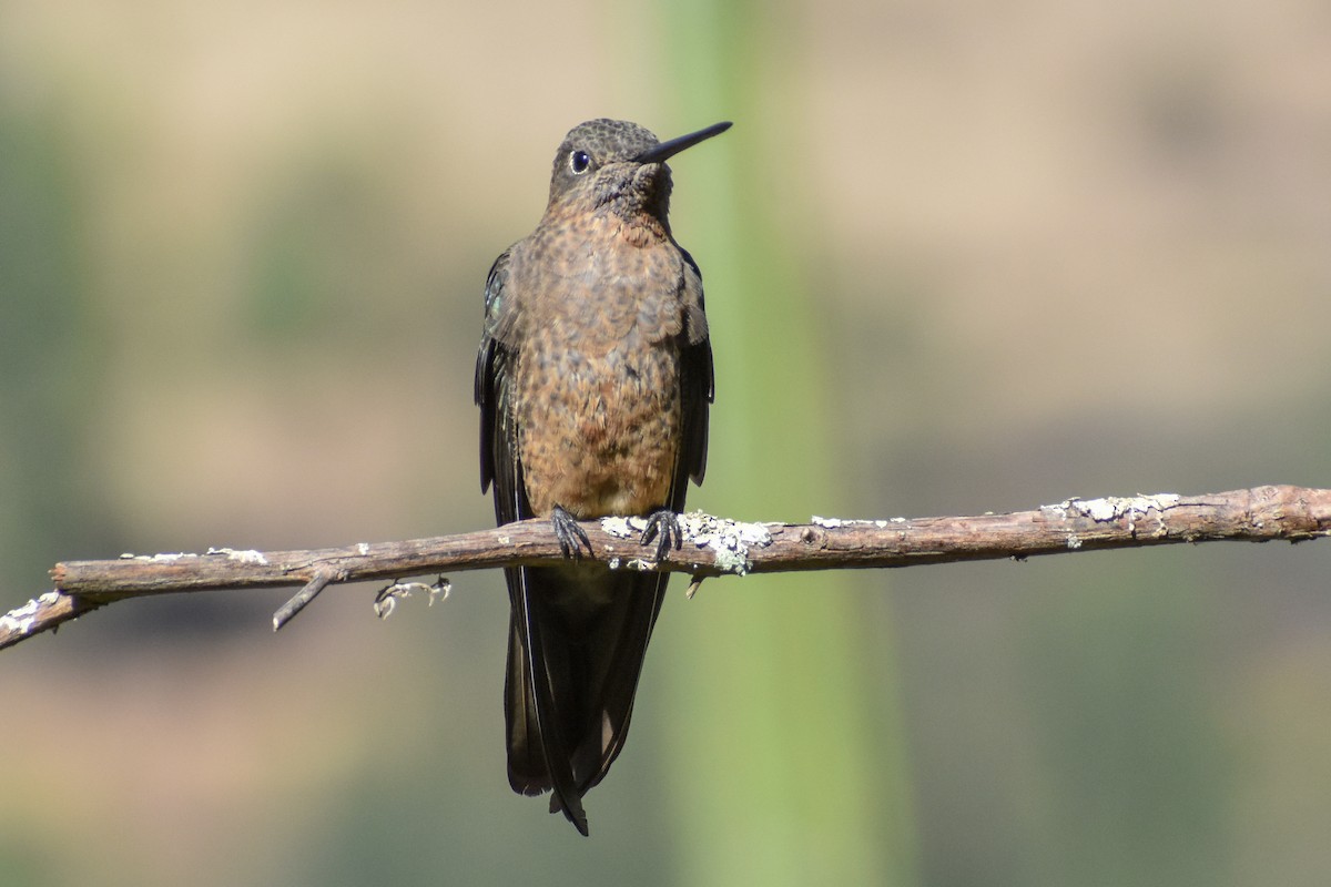 Giant Hummingbird - ML647161822
