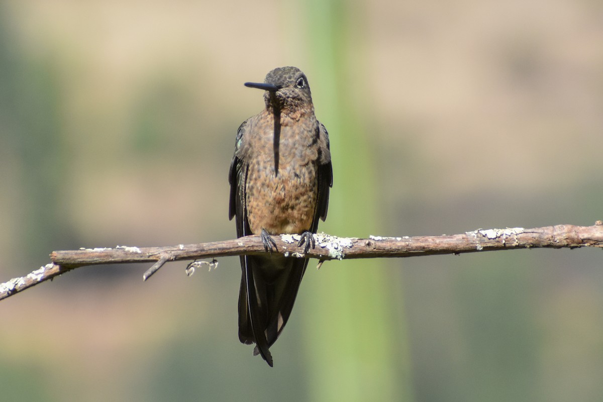 Giant Hummingbird - ML647161823