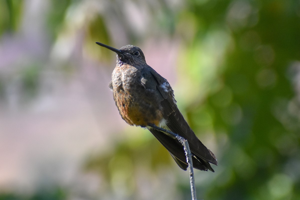 Giant Hummingbird - ML647161827