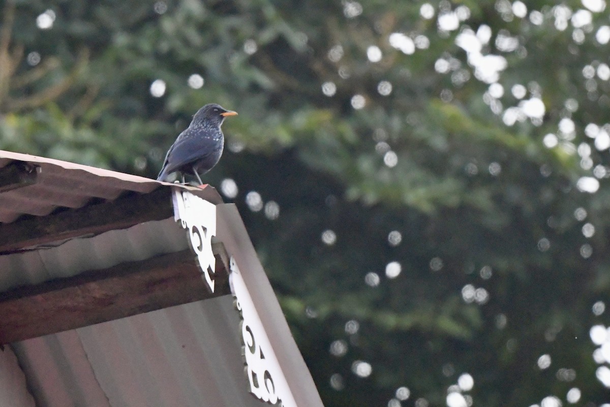 modravec siný - ML647161835