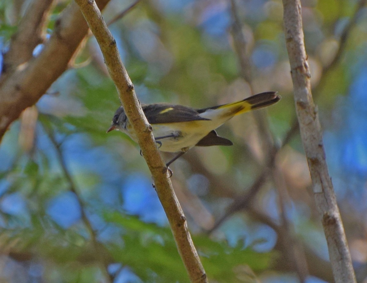 Горихвостковая древесница - ML647161836