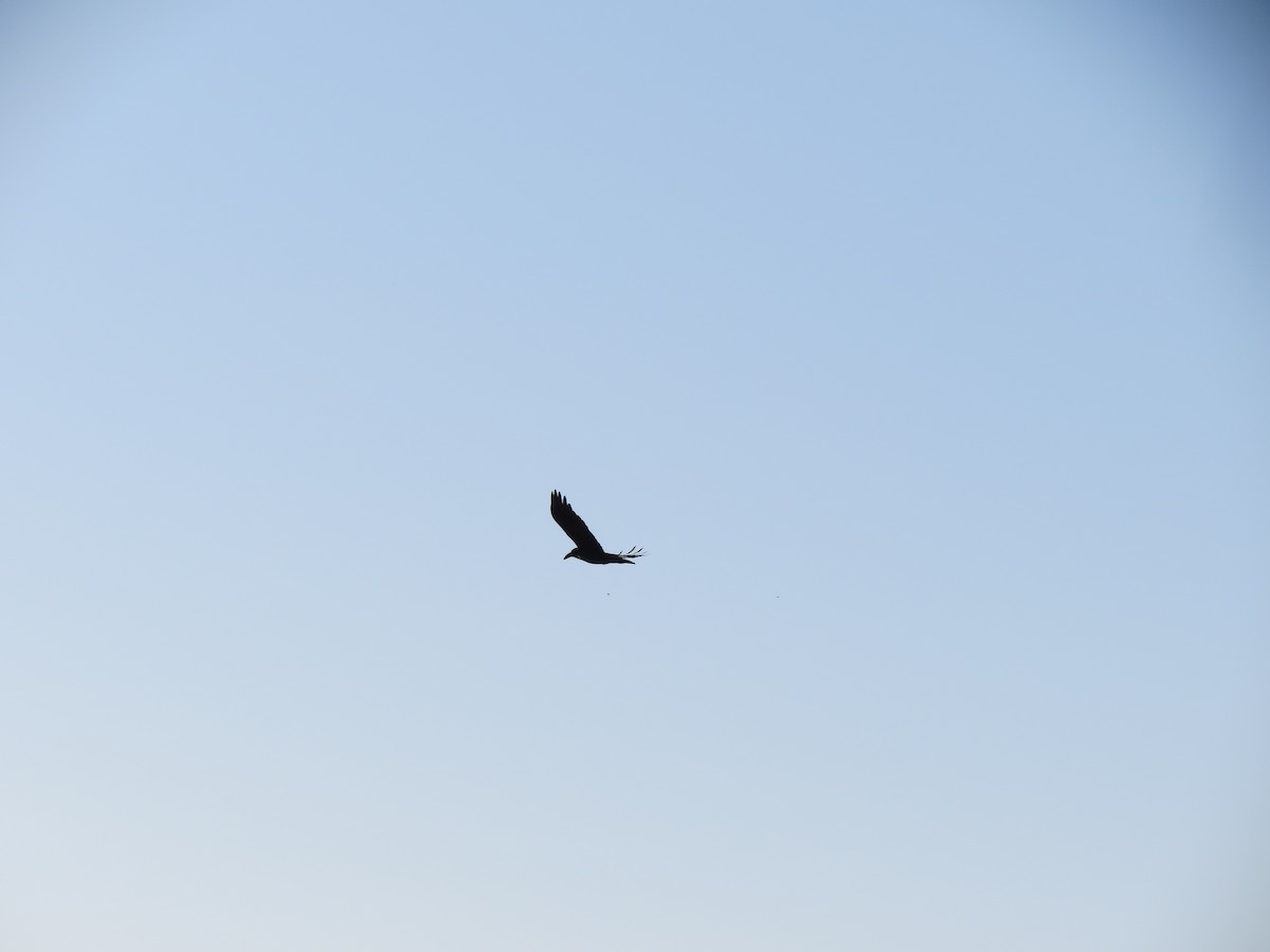 Хон хэрээ - ML647161839