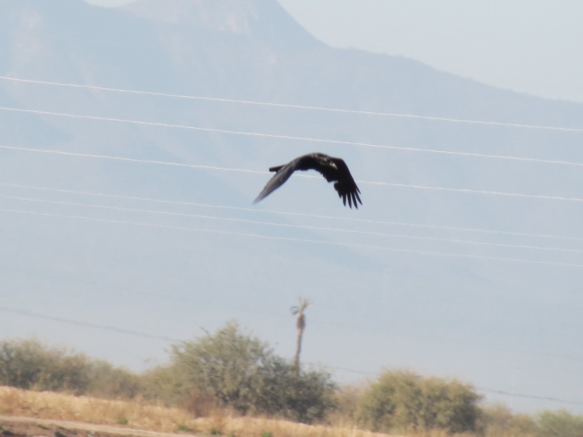 Хон хэрээ - ML647161840