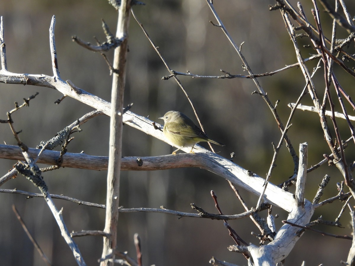 Orange-crowned Warbler - ML647161841