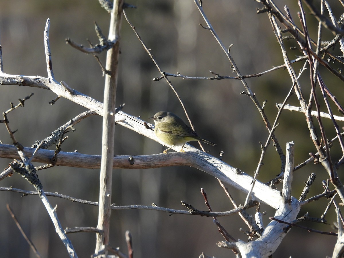 Orange-crowned Warbler - ML647161842
