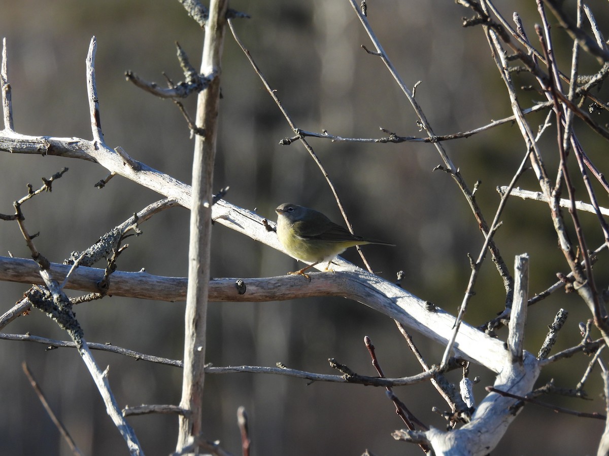 Orange-crowned Warbler - ML647161843