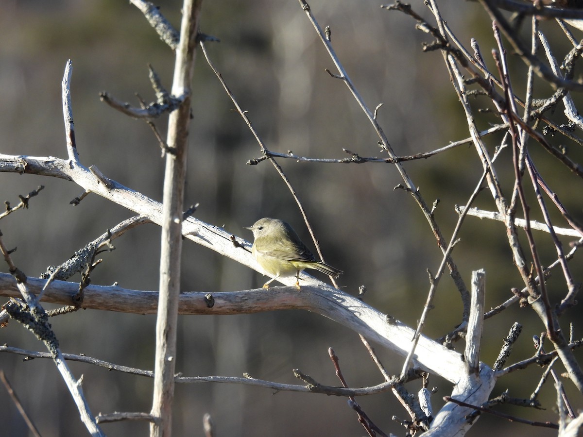 Orange-crowned Warbler - ML647161844