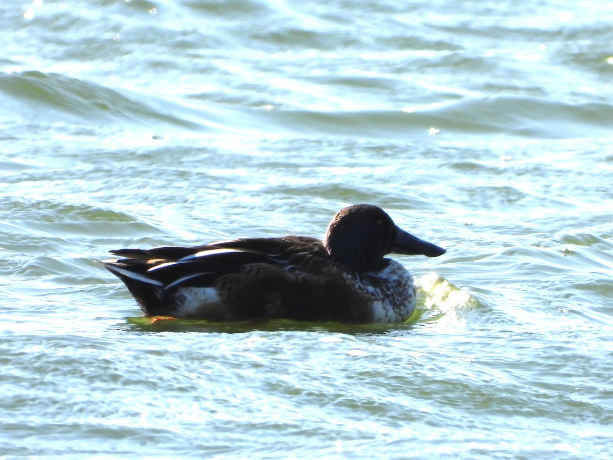 Cuchara Común - ML647161853