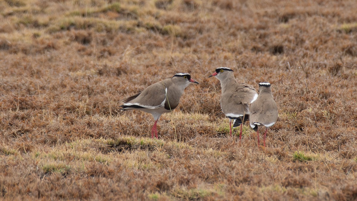 Crowned Lapwing - ML647161857