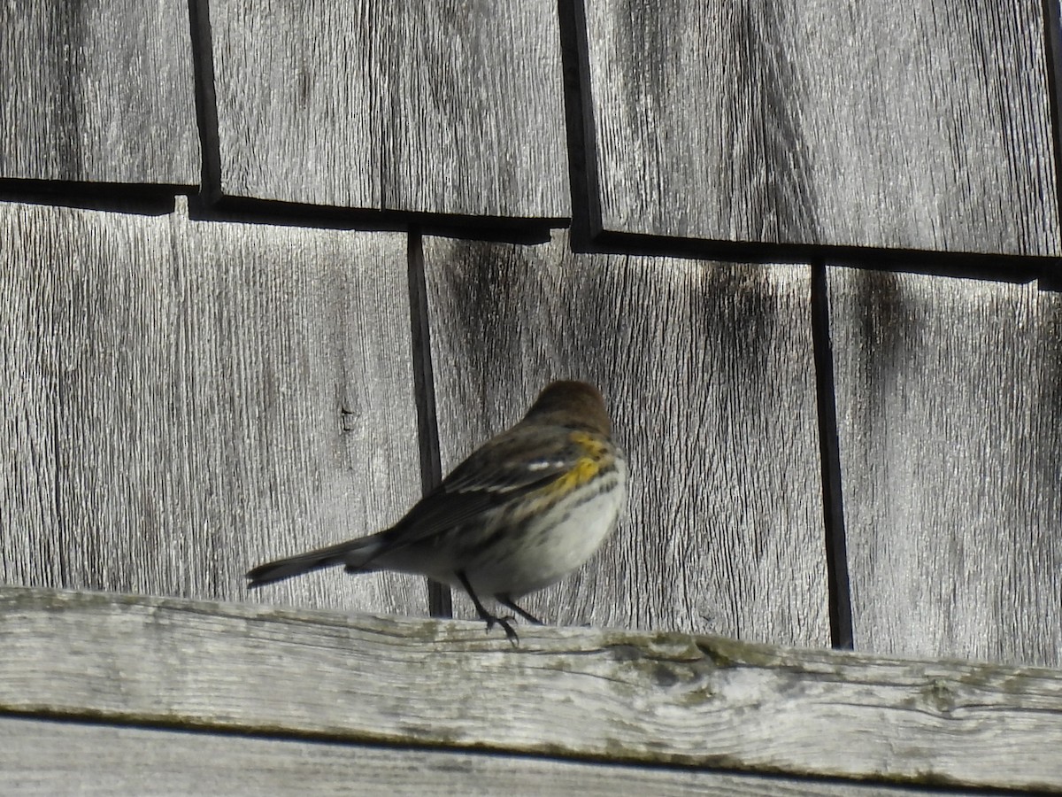 Yellow-rumped Warbler - ML647161859