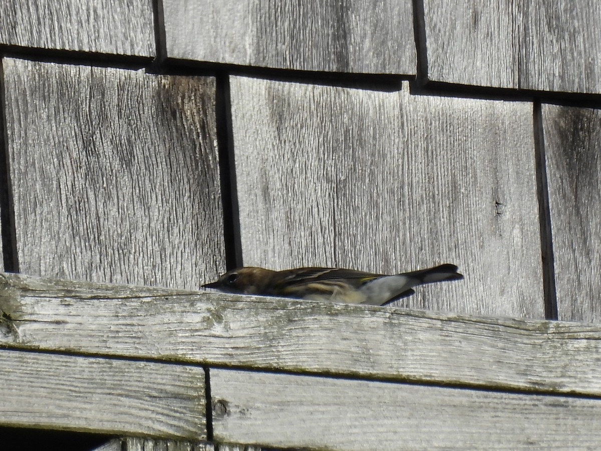Yellow-rumped Warbler - ML647161860