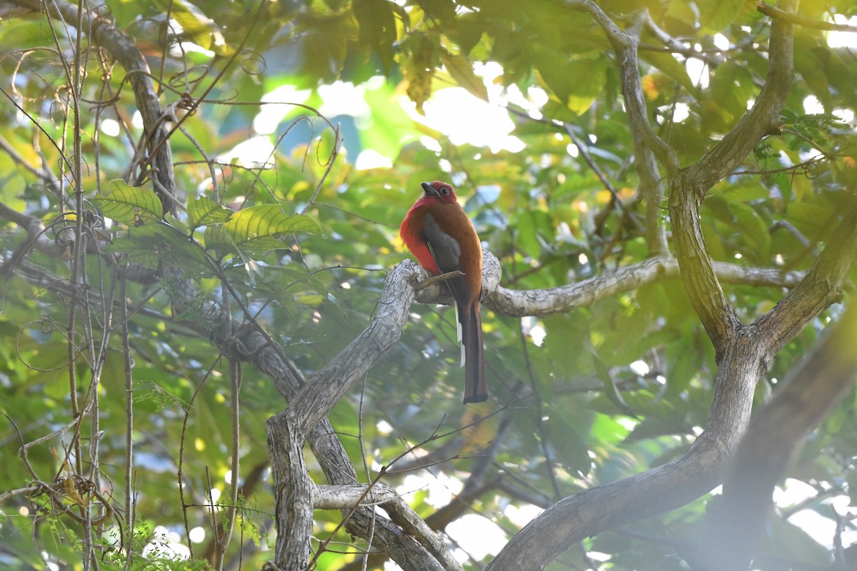 Красноголовый трогон - ML647161869