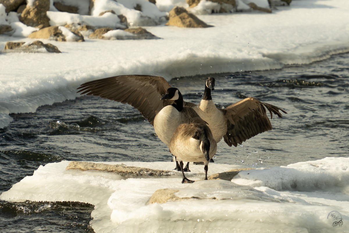Bernache du Canada - ML647161874