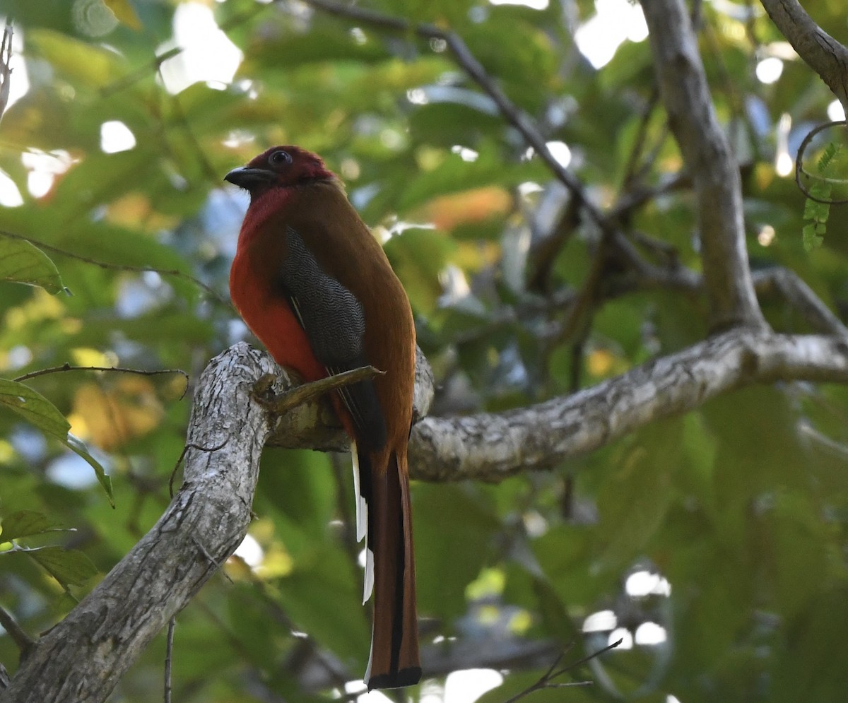Красноголовый трогон - ML647161876