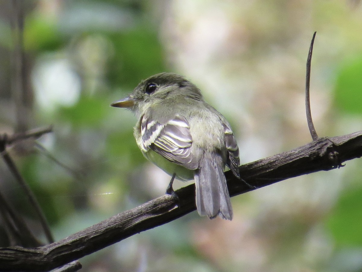 Acadian Flycatcher - ML647161878