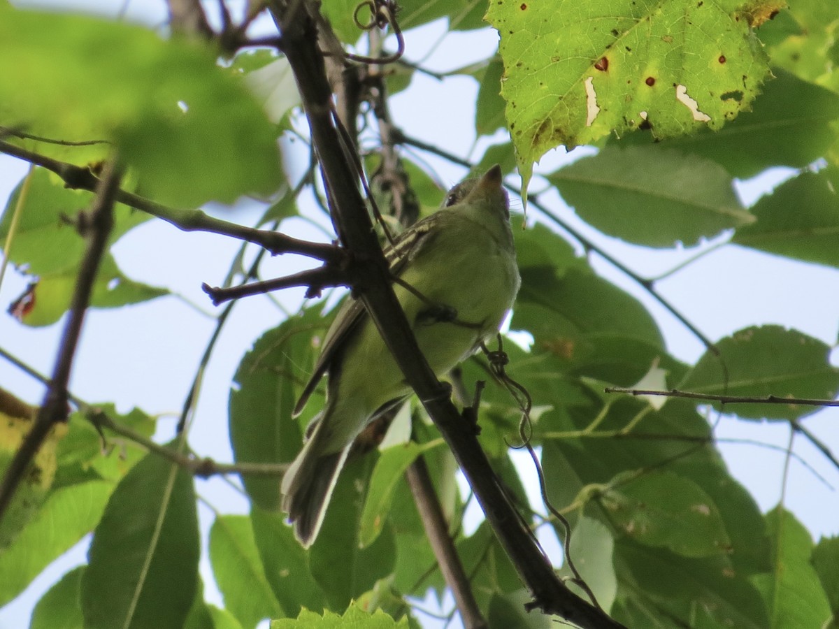 Acadian Flycatcher - ML647161879