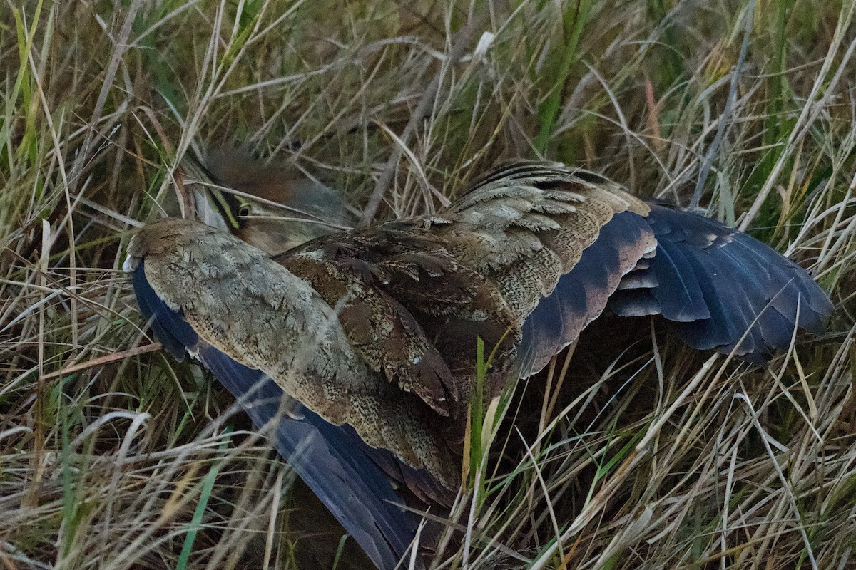 American Bittern - ML647161880