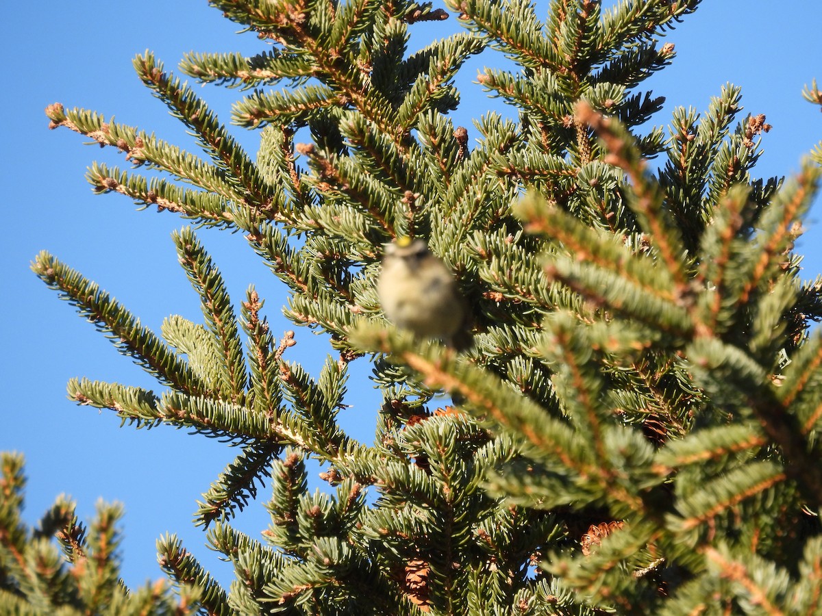 Golden-crowned Kinglet - ML647161883