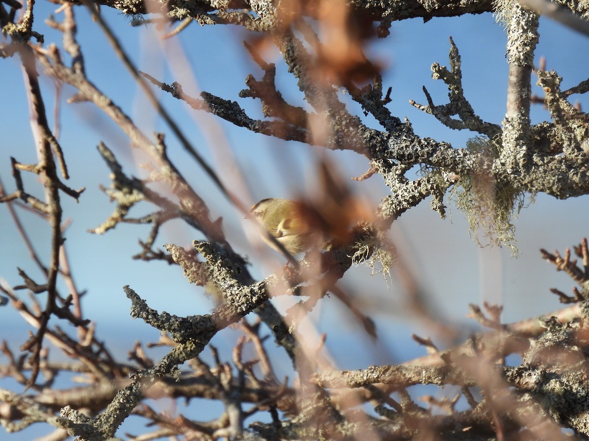 Golden-crowned Kinglet - ML647161884