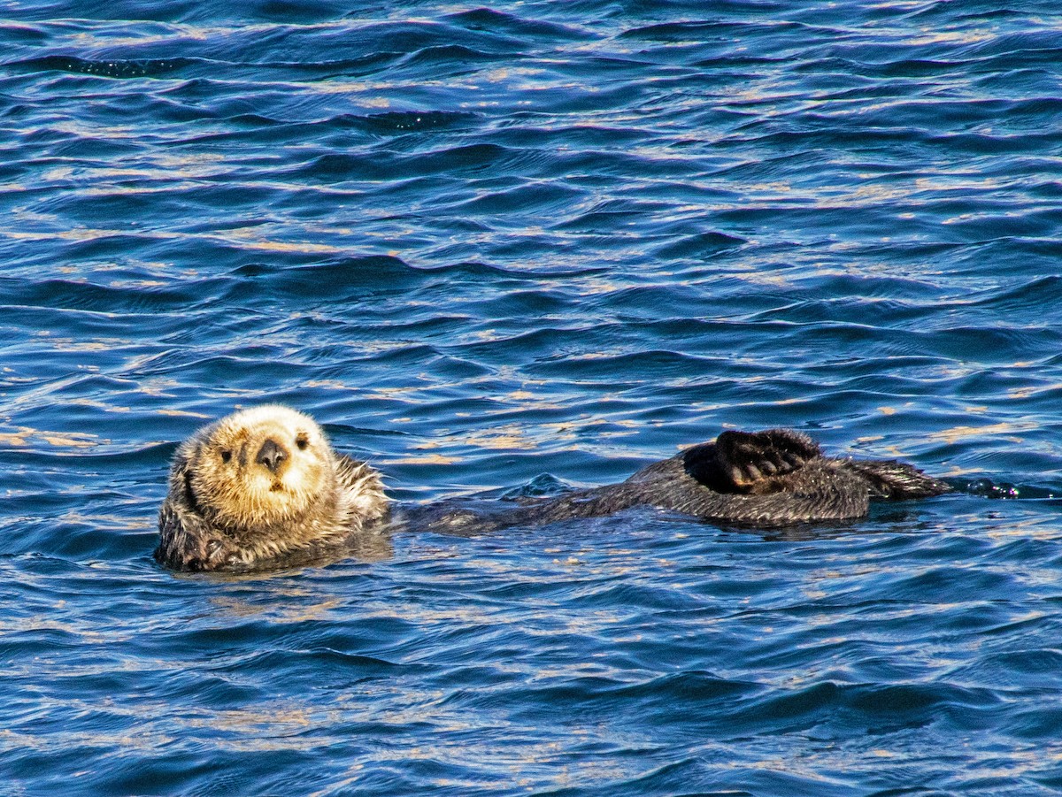 Sea Otter - ML647161885