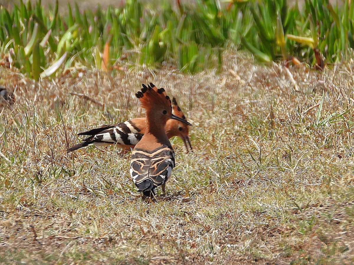 Common Hoopoe (African) - ML647161887