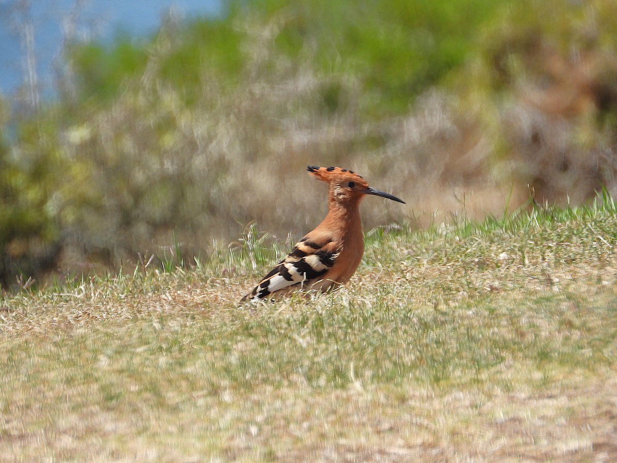 Common Hoopoe (African) - ML647161888