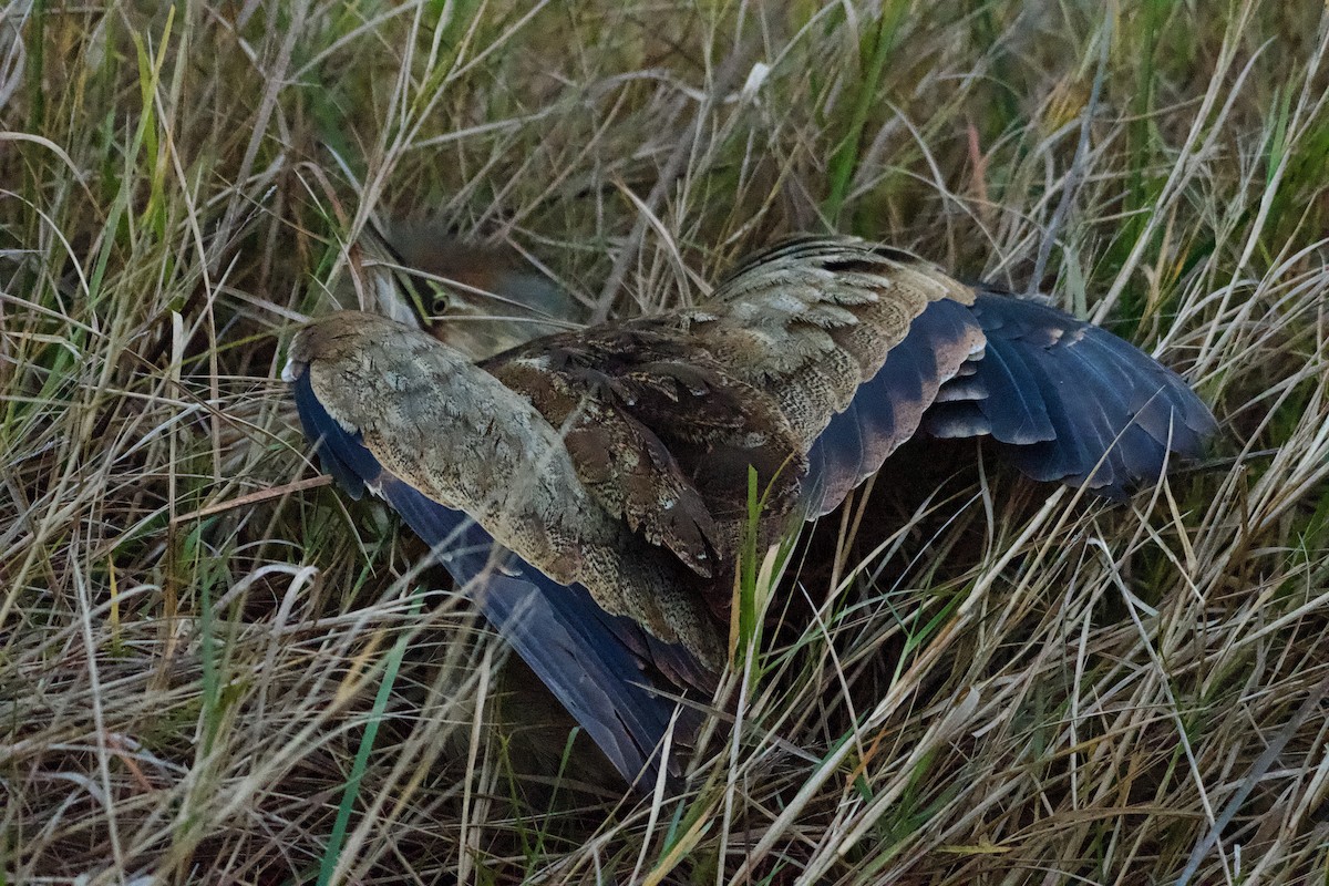 American Bittern - ML647161895