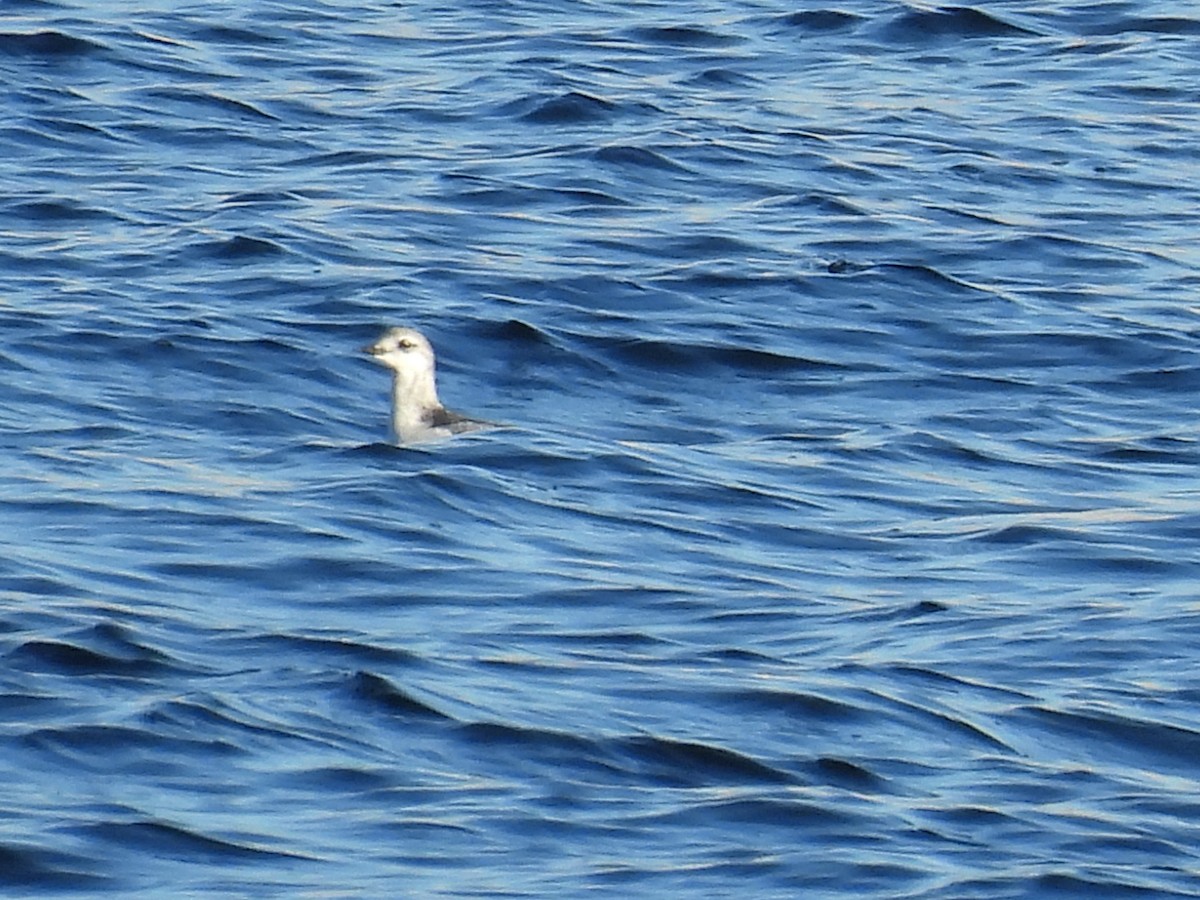 Black Guillemot - ML647161899