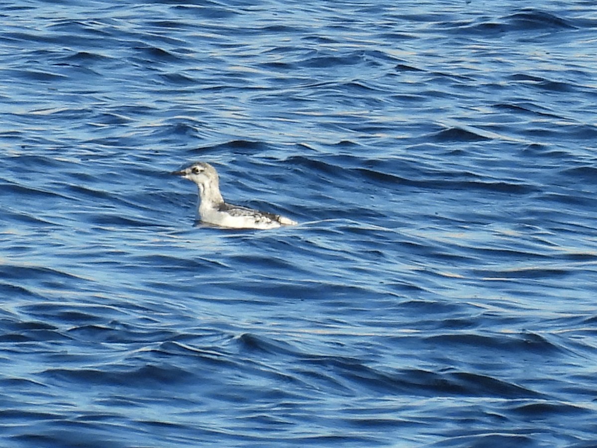 Black Guillemot - ML647161900