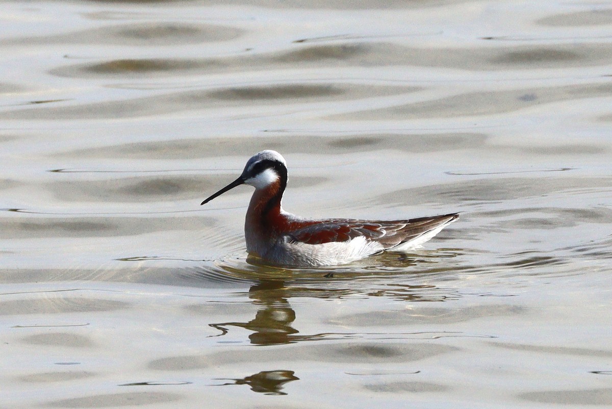 Wilsonwassertreter - ML647161910