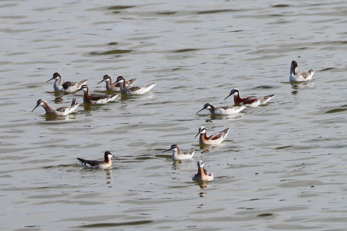 Wilsonwassertreter - ML647161911