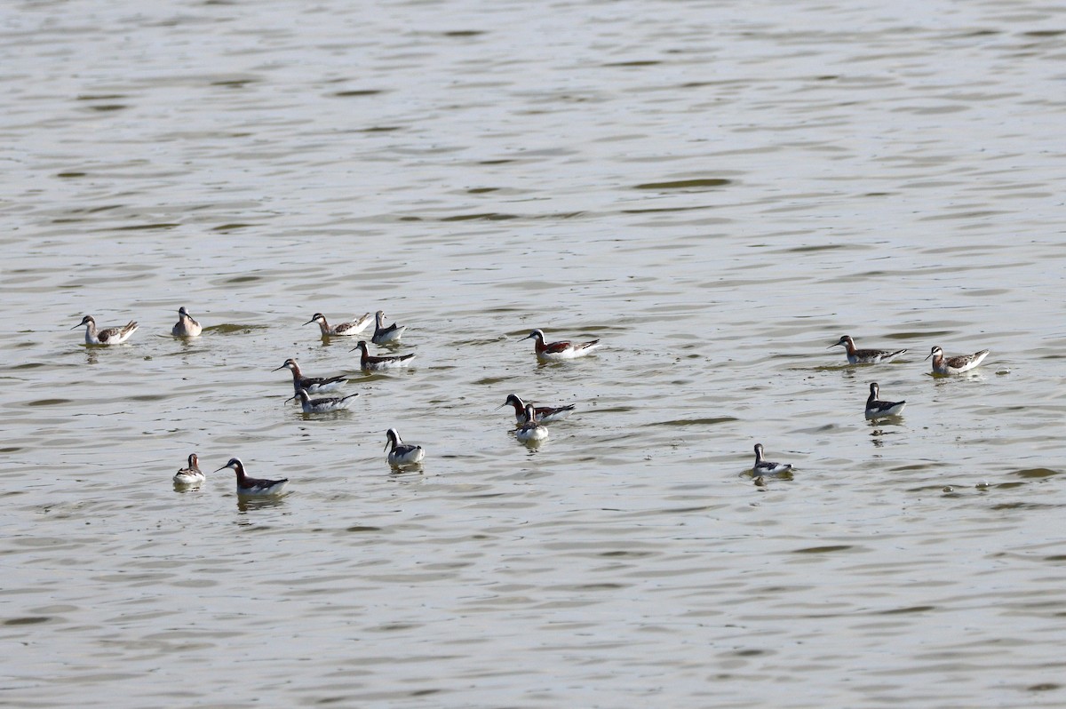 Wilsonwassertreter - ML647161912