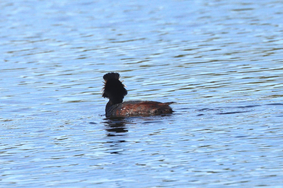 Eared Grebe - ML647161919