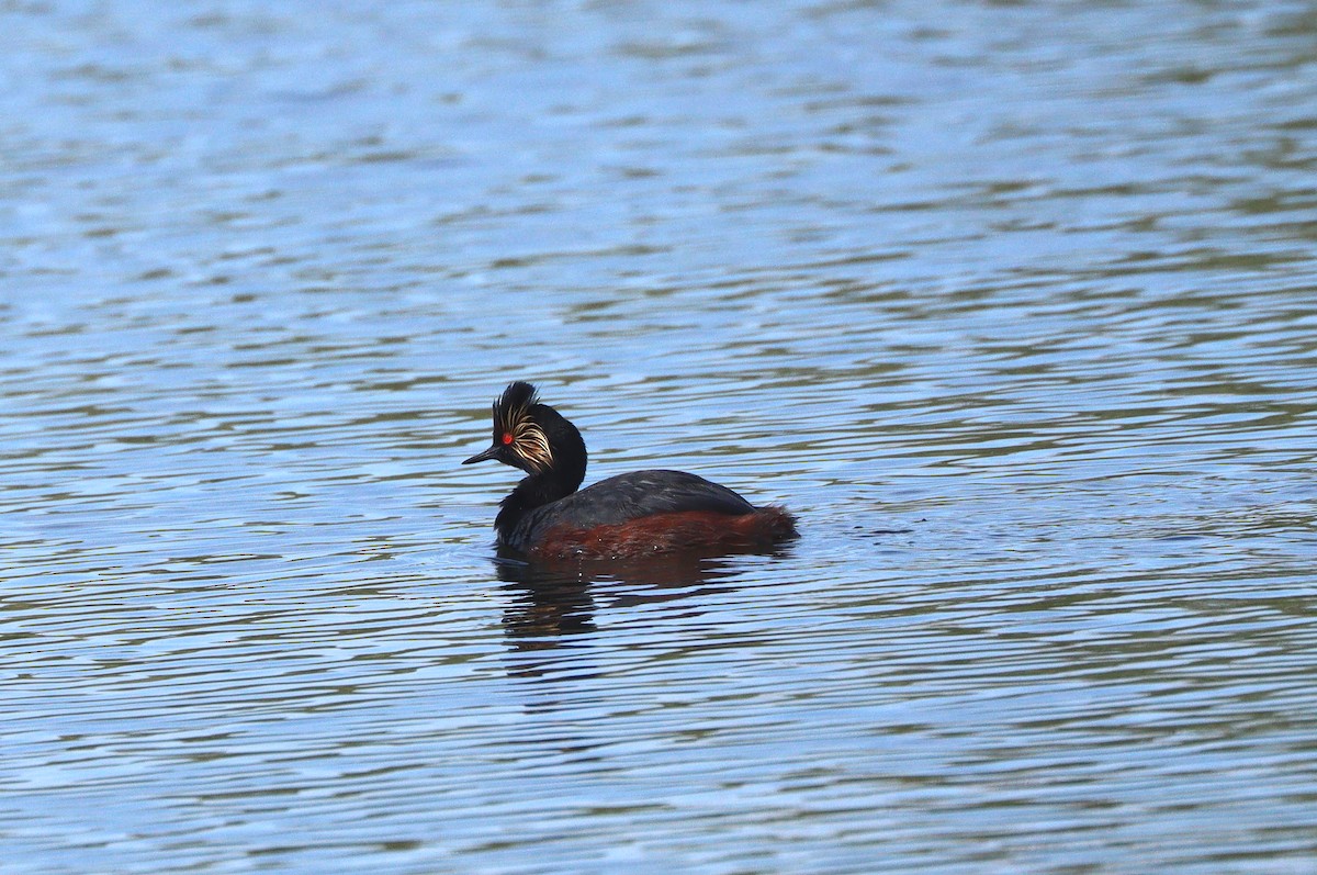 Eared Grebe - ML647161920