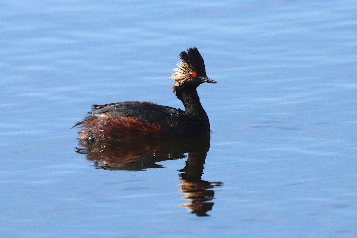 Eared Grebe - ML647161922