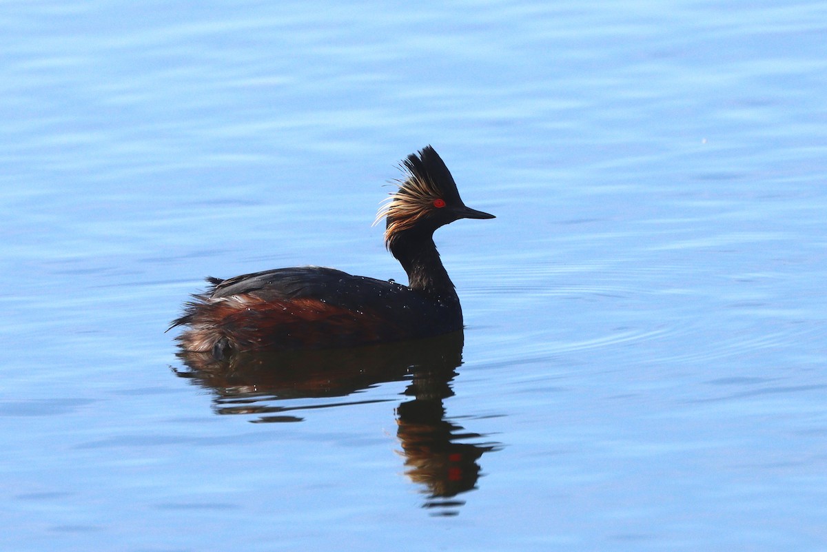 Eared Grebe - ML647161923