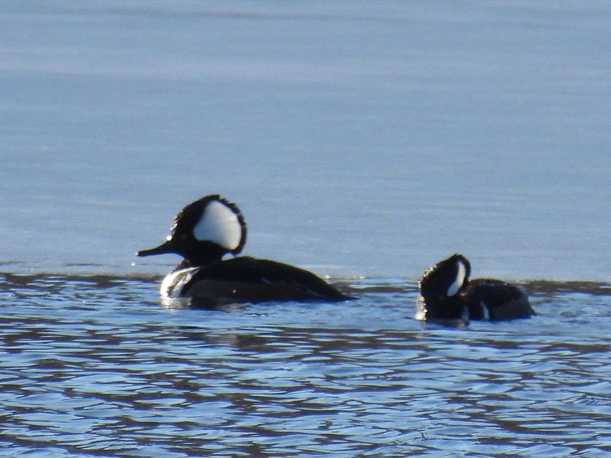 Hooded Merganser - ML647161924