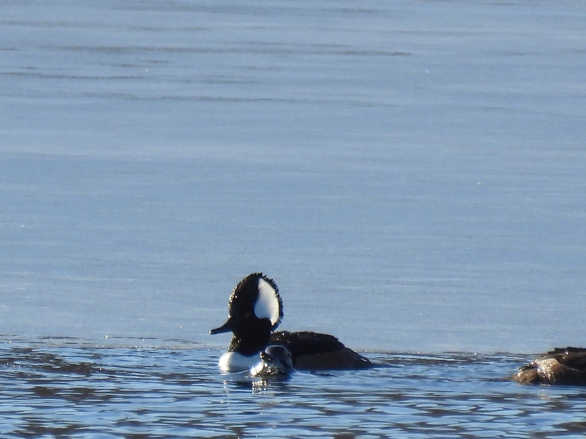 Hooded Merganser - ML647161925