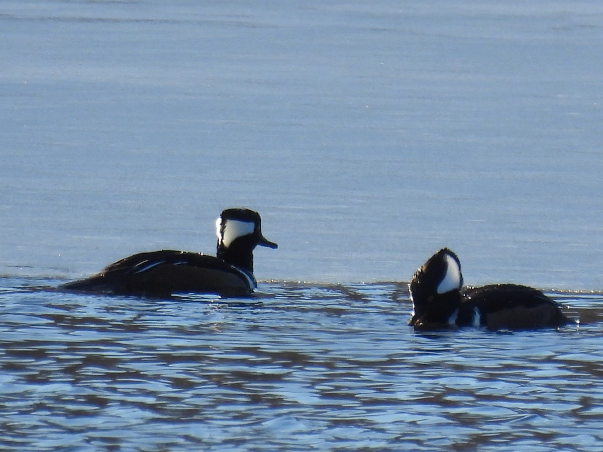 Hooded Merganser - ML647161926