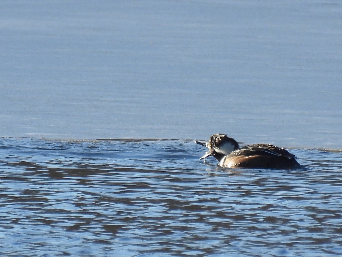 Hooded Merganser - ML647161927