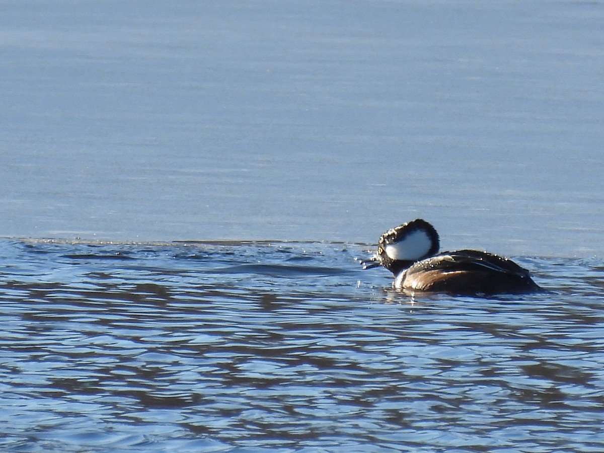 Hooded Merganser - ML647161928