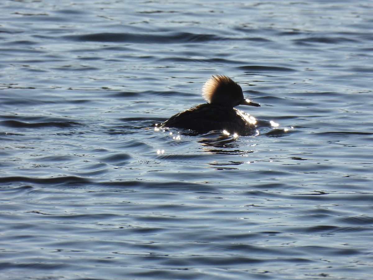 Hooded Merganser - ML647161929