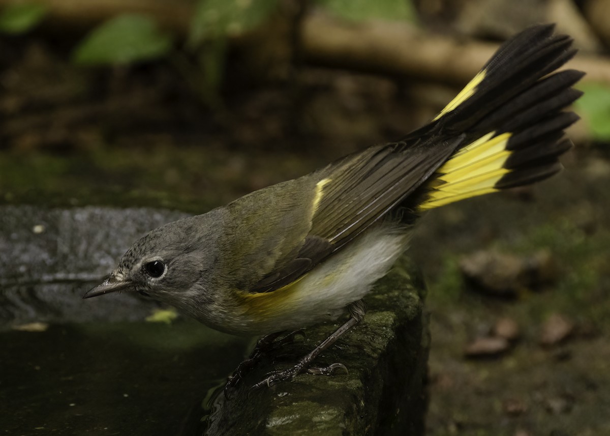 Горихвостковая древесница - ML647161930