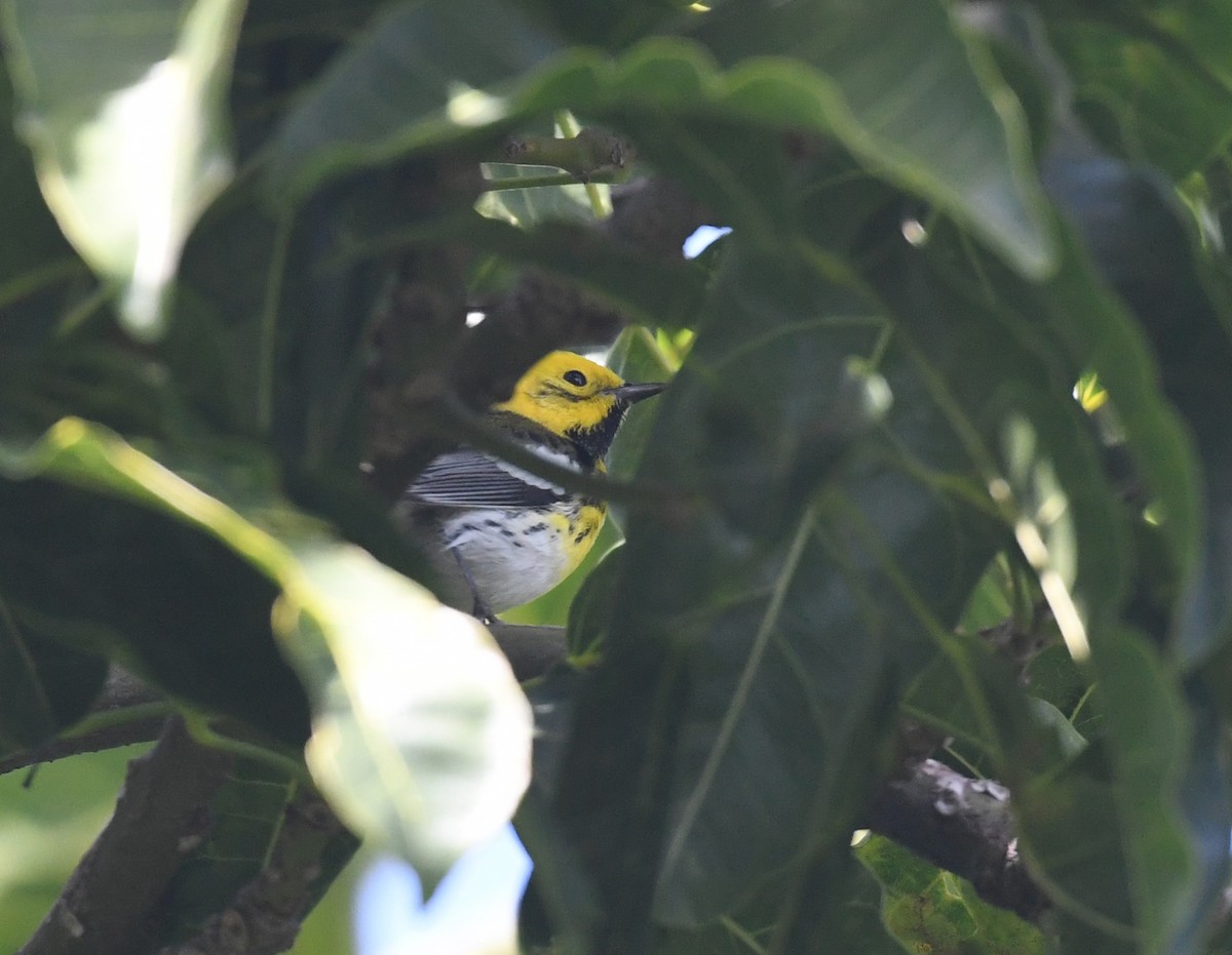 Townsend's x Hermit Warbler (hybrid) - ML647161931