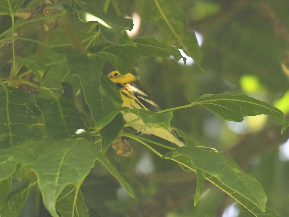Townsend's x Hermit Warbler (hybrid) - ML647161932