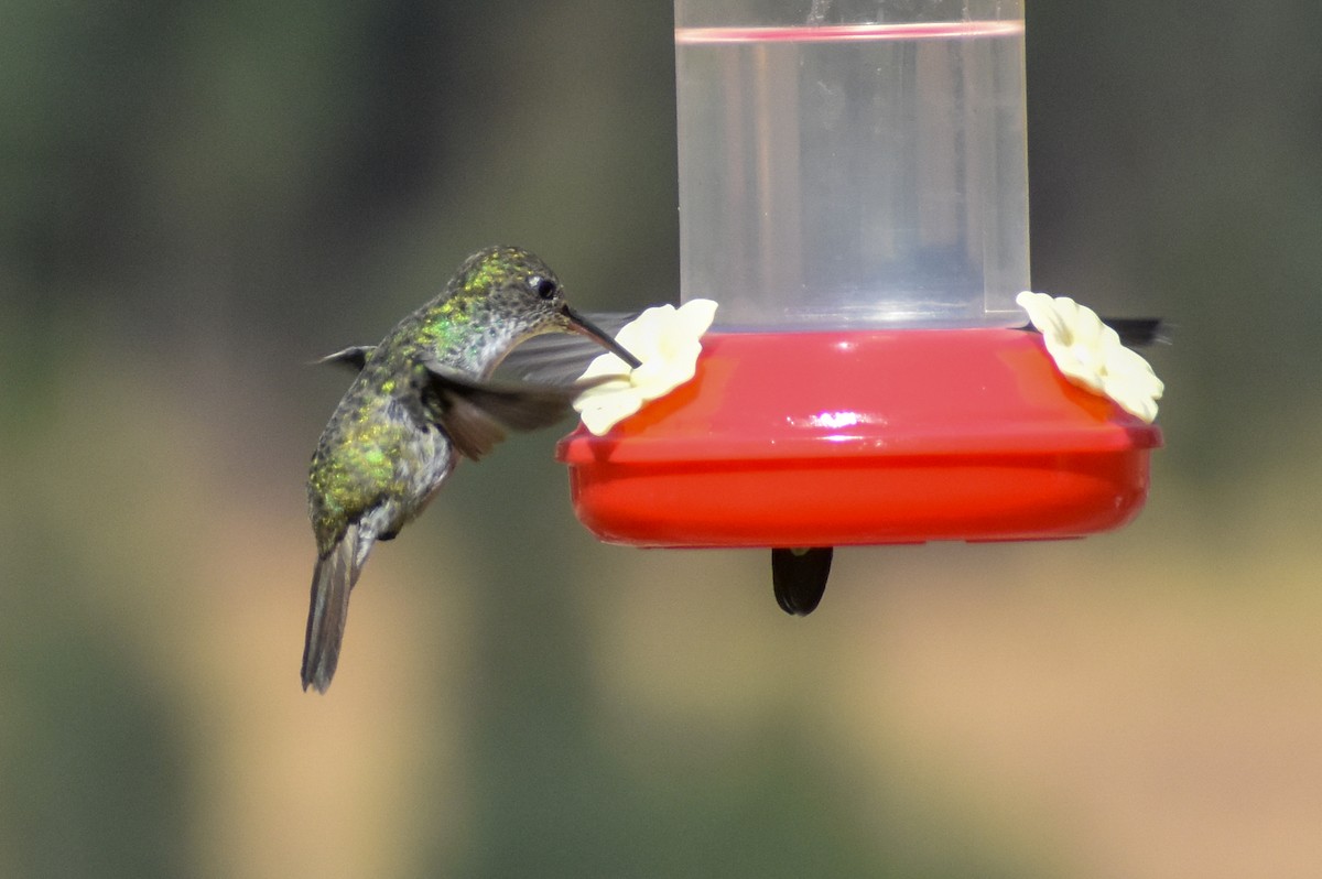 Green-and-white Hummingbird - ML647161938