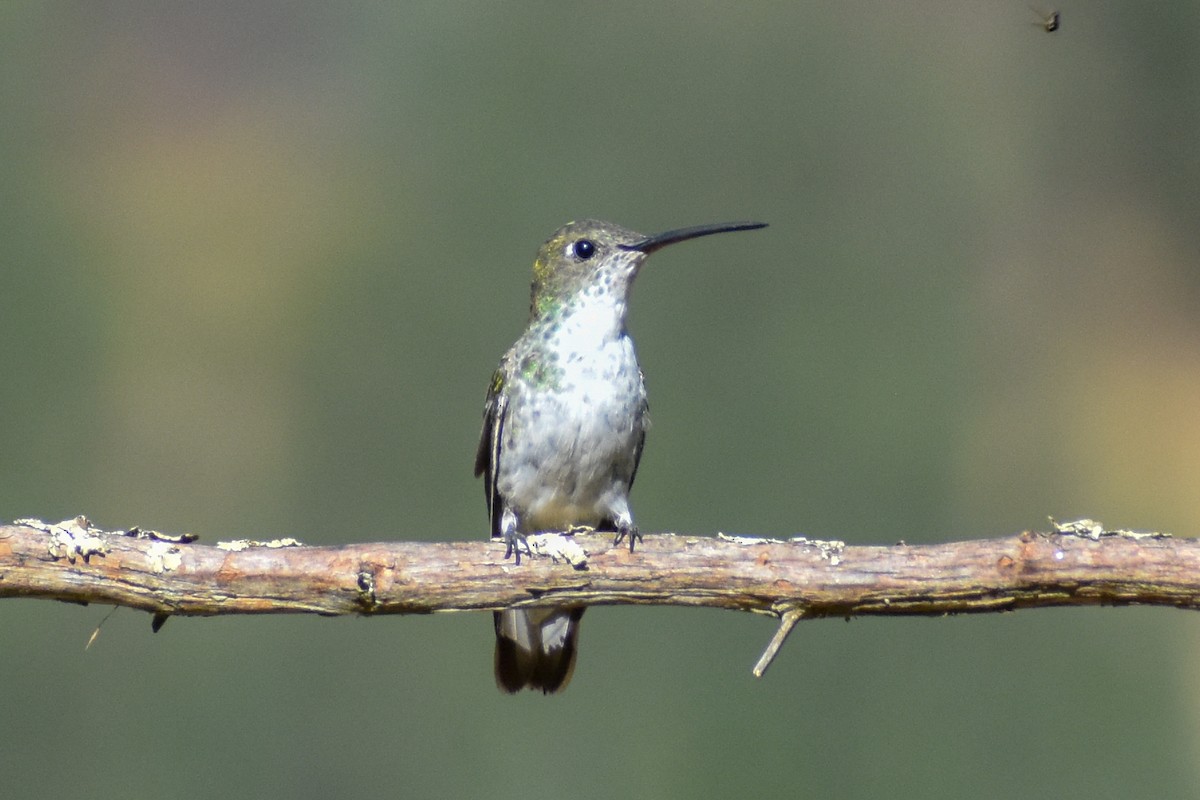 Green-and-white Hummingbird - ML647161939