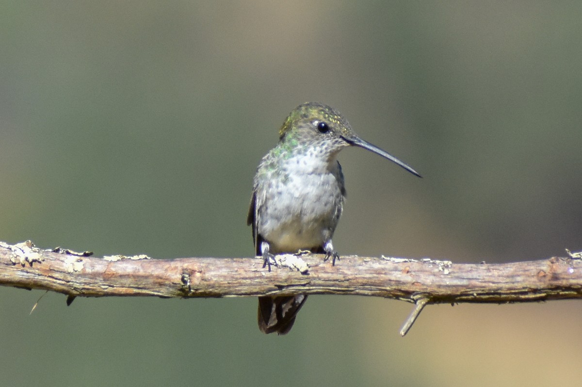 Green-and-white Hummingbird - ML647161940